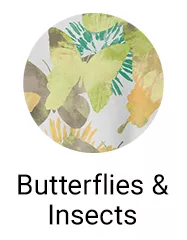 Butterflies and Insexts
