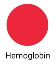 Hemoglobin Scrubs